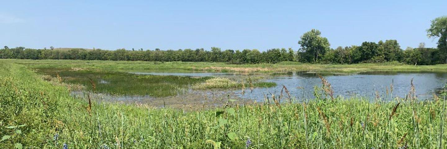 ACEP-WRE restored showing main wetland pool with an established diverse stand of native grasses and forbs, with hydrophytic moist soil vegetation growing in wetland cell.