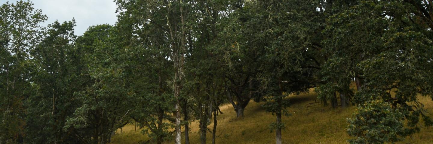 Oak trees at a restoration site in Oregon