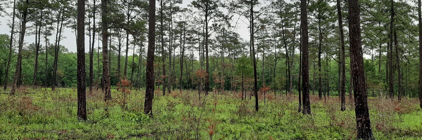 Forest stand after a prescribed burn in Monticello, Florida