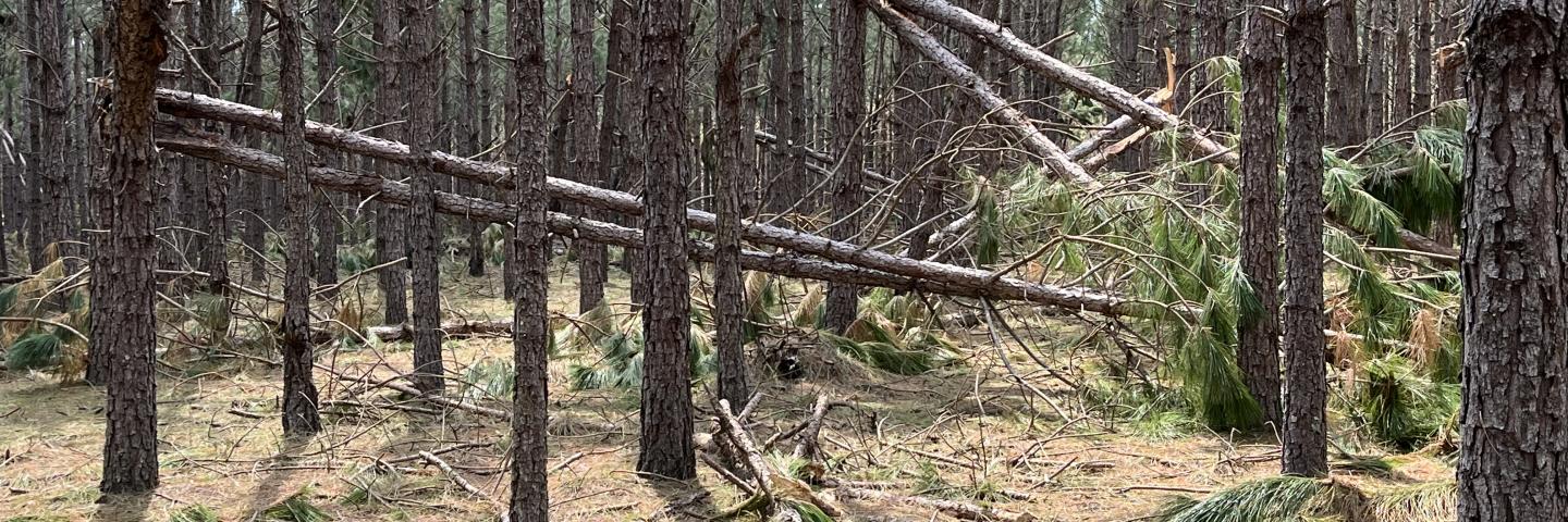 Fallen pine trees in North Florida after Hurricane Idalia