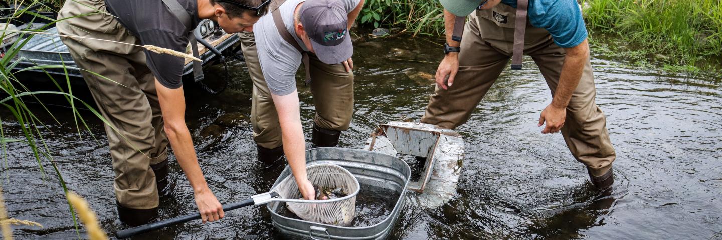 Three men standing in a stream surveying trout caught in a net