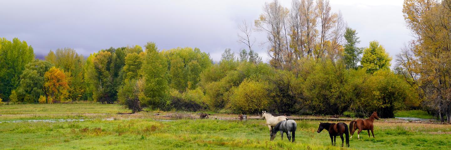 Horses grazing in a field in Utah.