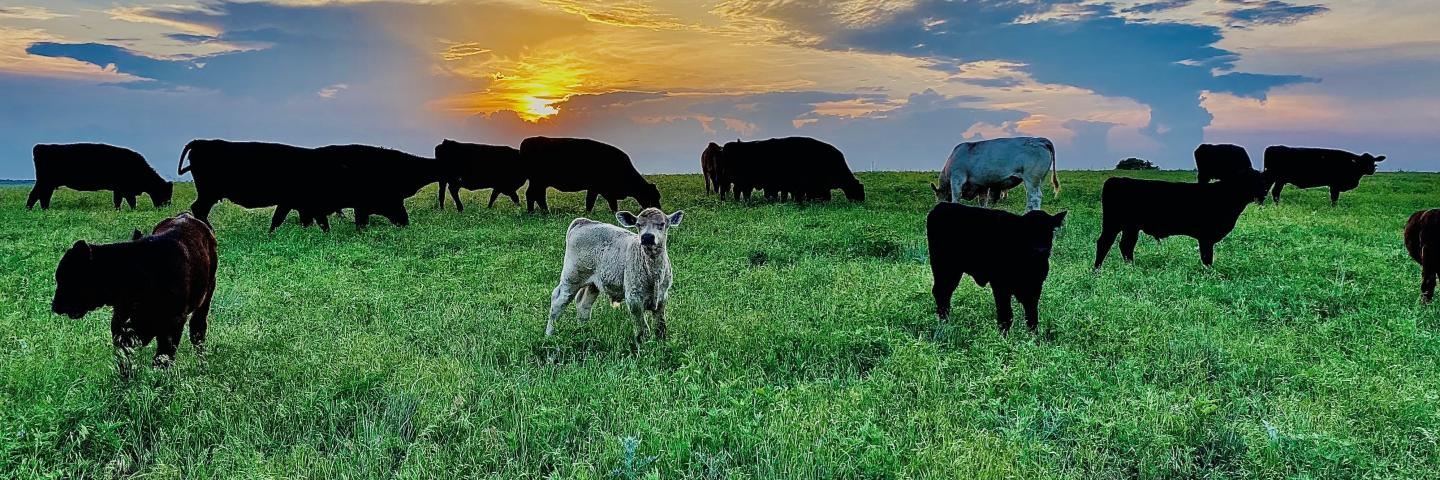 Photo of Cows Grazing with Sunset