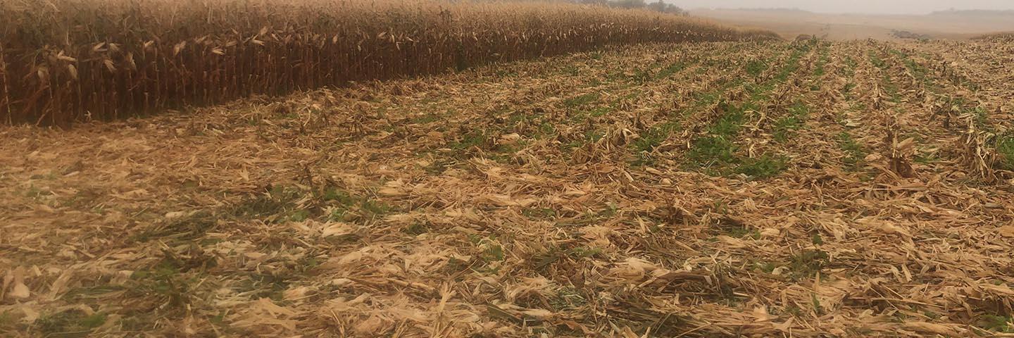 Cover Crop on corn field