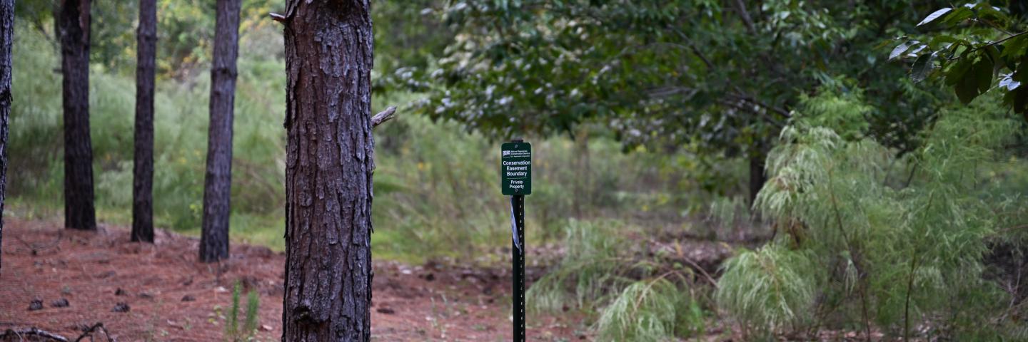 A green conservation easement boundary sign separates a managed pine stand of trees and a more natural forest.