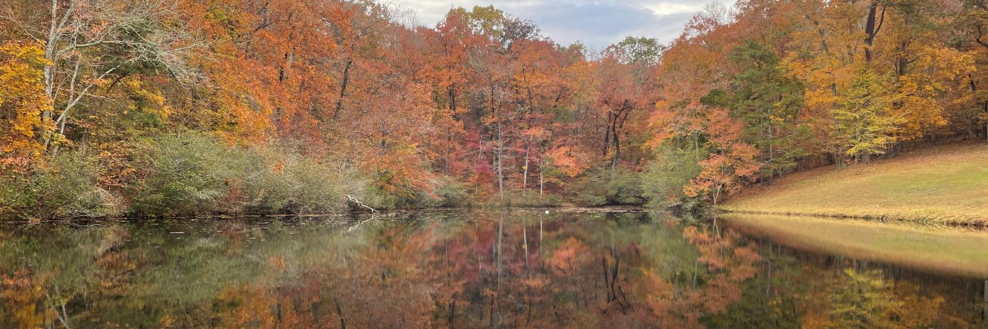 Autumn colored leaves reflecting on a pond.