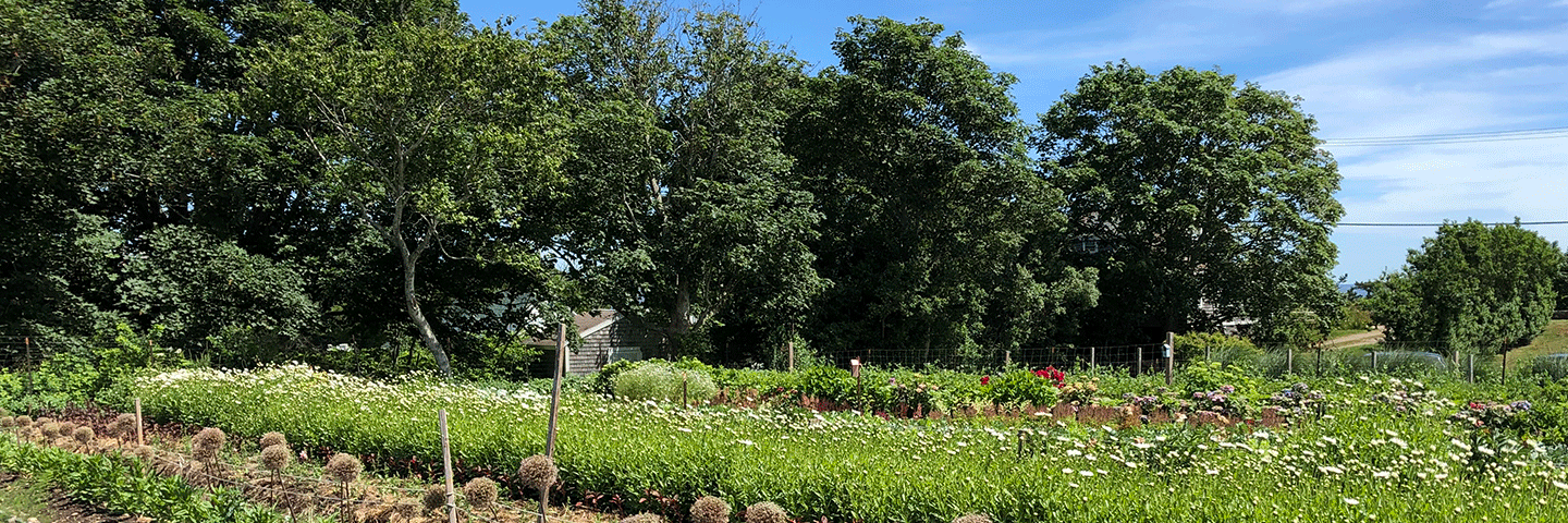 Crop fields at Highland Farm, Block Island, Rhode Island, June 2021.