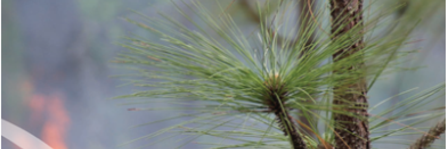 Pine tree