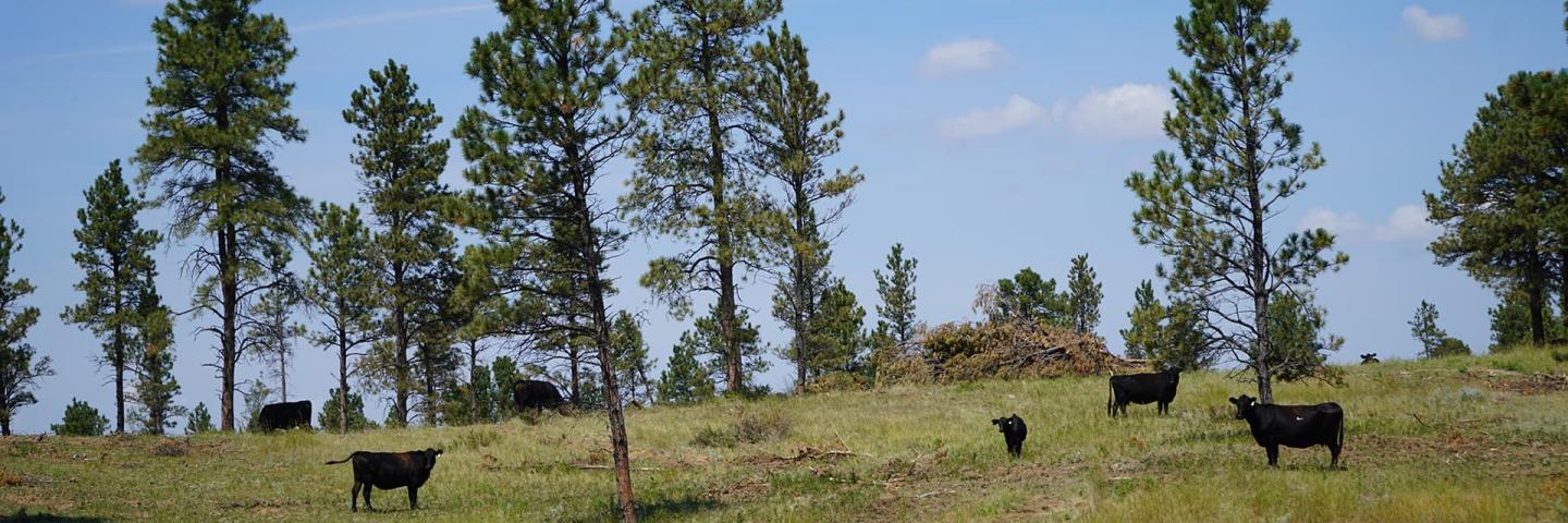 An area of Custer County, Montana, treated to reduce conifer encroachment into rangelands.