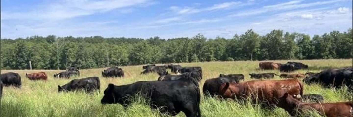 Cows in NWSG