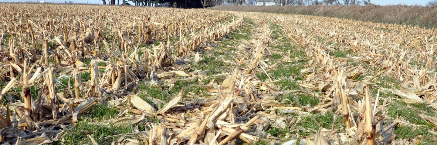 Annual Rye Grass Cover Crop