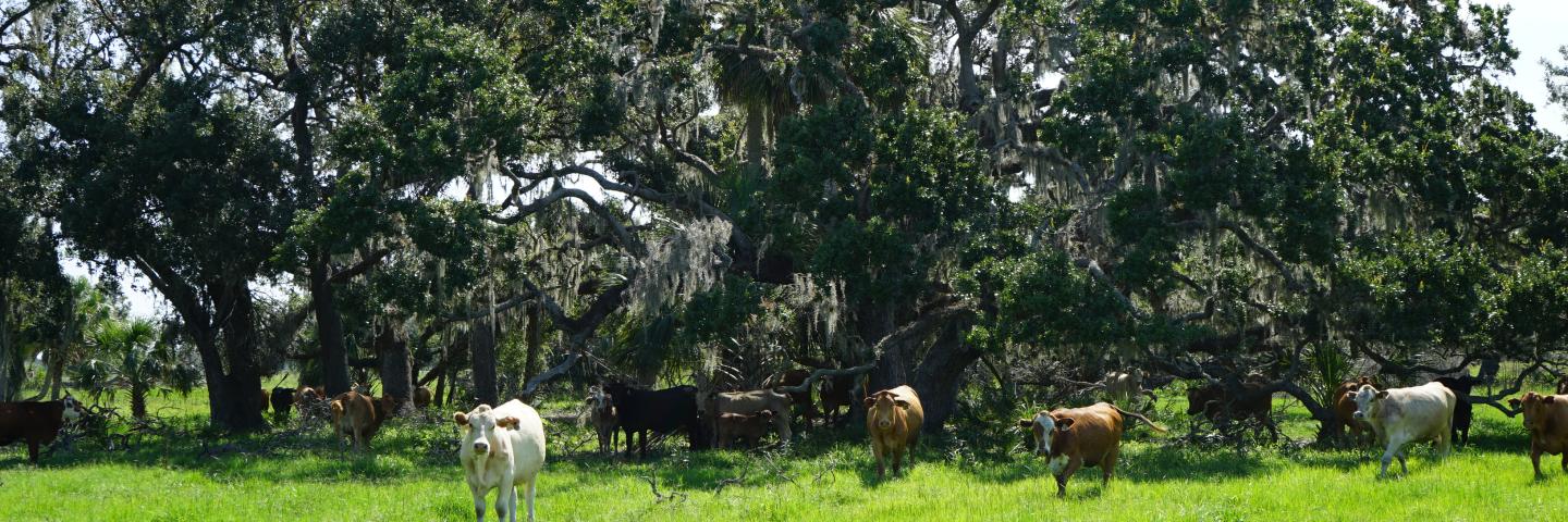 Cattle in a pasture with trees behind them on a Florida farm. 