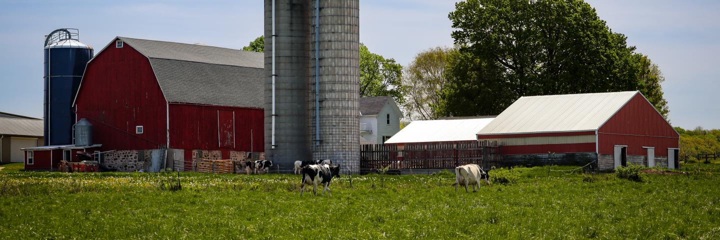 Cows on a farm with an agricultural easement.