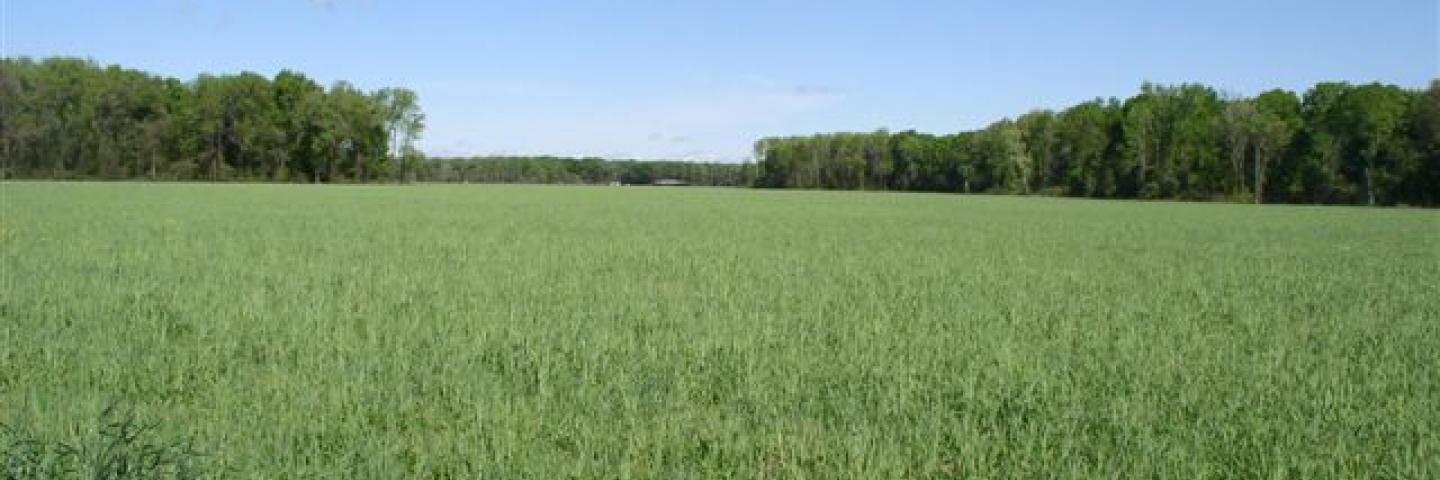COver Crops