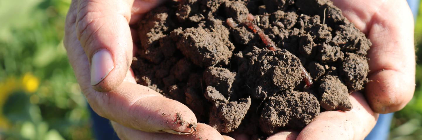 Hands holding soil with organic matter