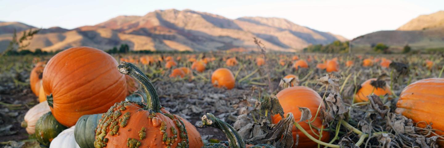 Field of pumpkins at sunset with mountains in background.