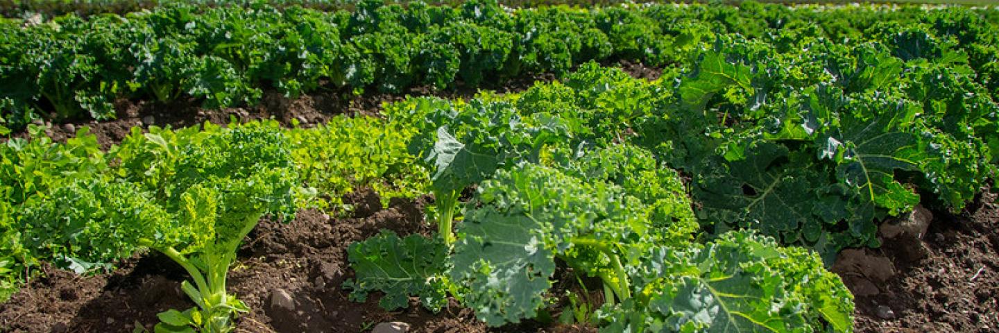 Organic kale grown at Harlequin Produce.