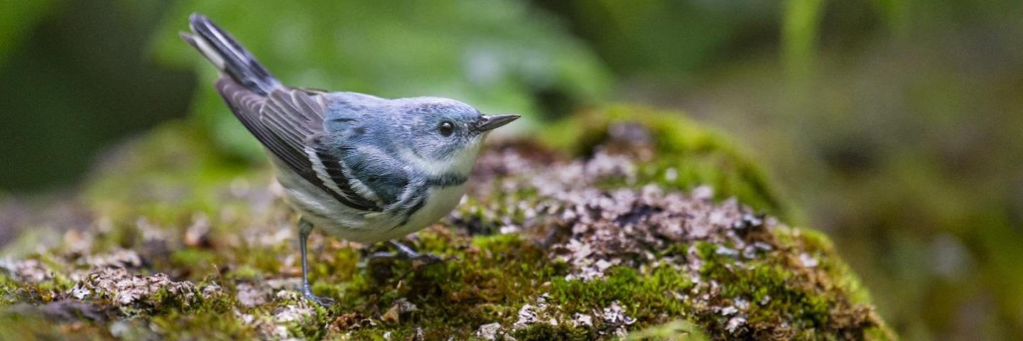 Cerulean Warbler Photo