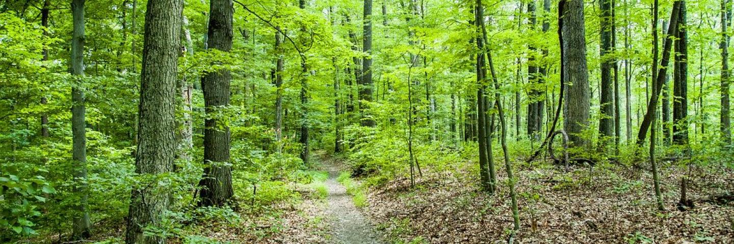 Indiana Forest