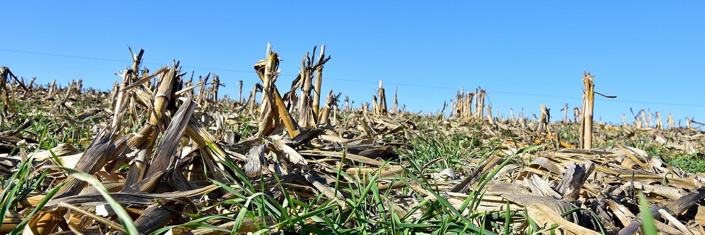 Adams County, Iowa, farmer Ray Gaesser uses a cereal rye cover crop on all of his cropland acres.