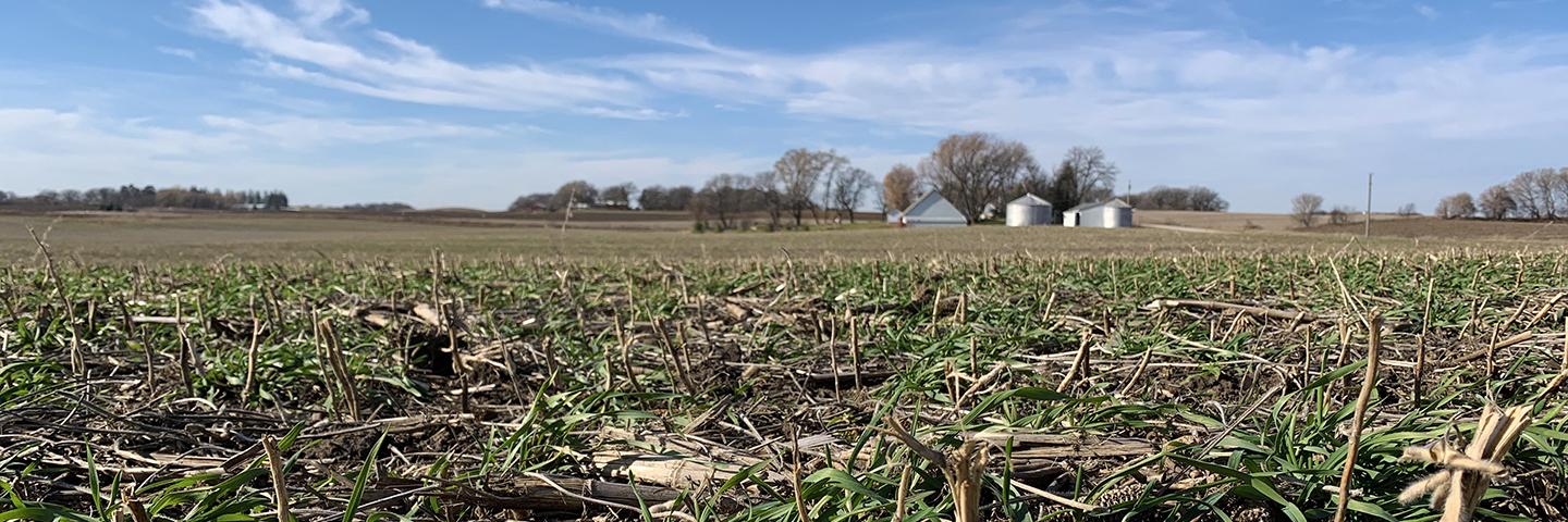 Cover crop mix on Mark Kingland's Winnebago County farm helps reduce soil erosion from wind and water throughout the fall and winter months after cash crops are harvested.
