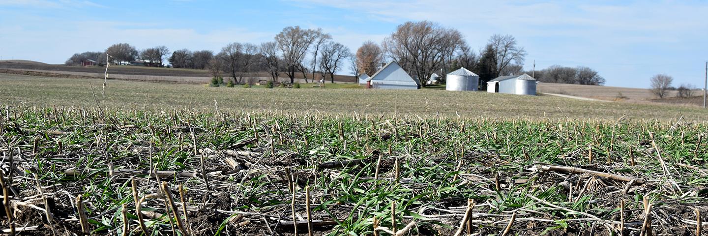 Mark Kingland seeded a 5-species cover crop mix on his Winnebago County farm in fall 2023.