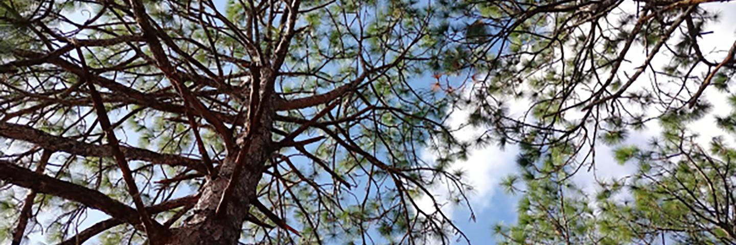 Longleaf Pine