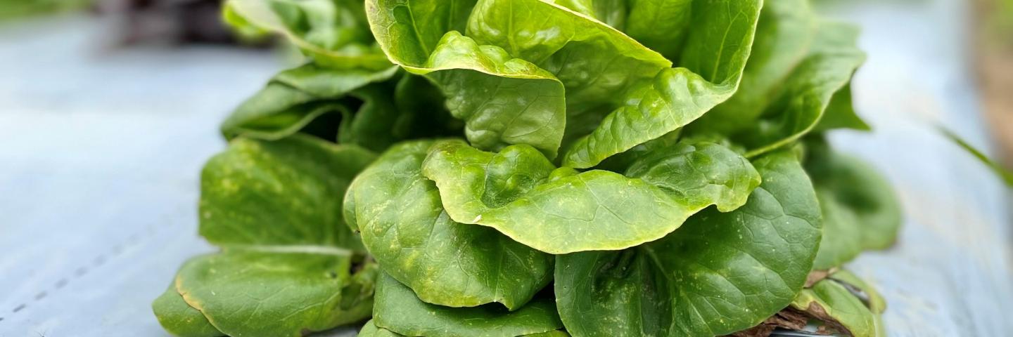 Organic Produce in soil