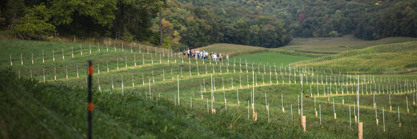 Agroforestry demo site with tour group of people in the background