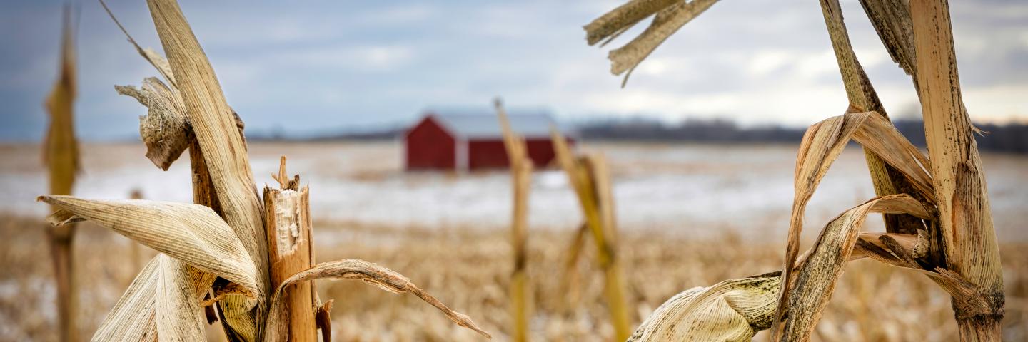 Close up of winter corn with a snow field and red barn in the background