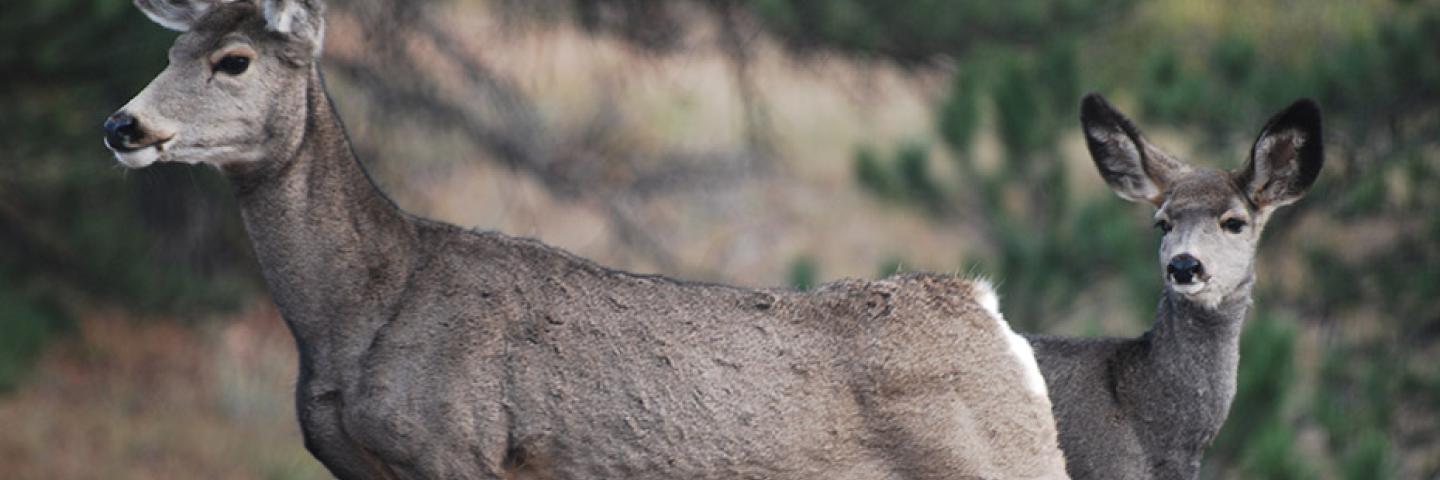 deer for wildlife habitat page