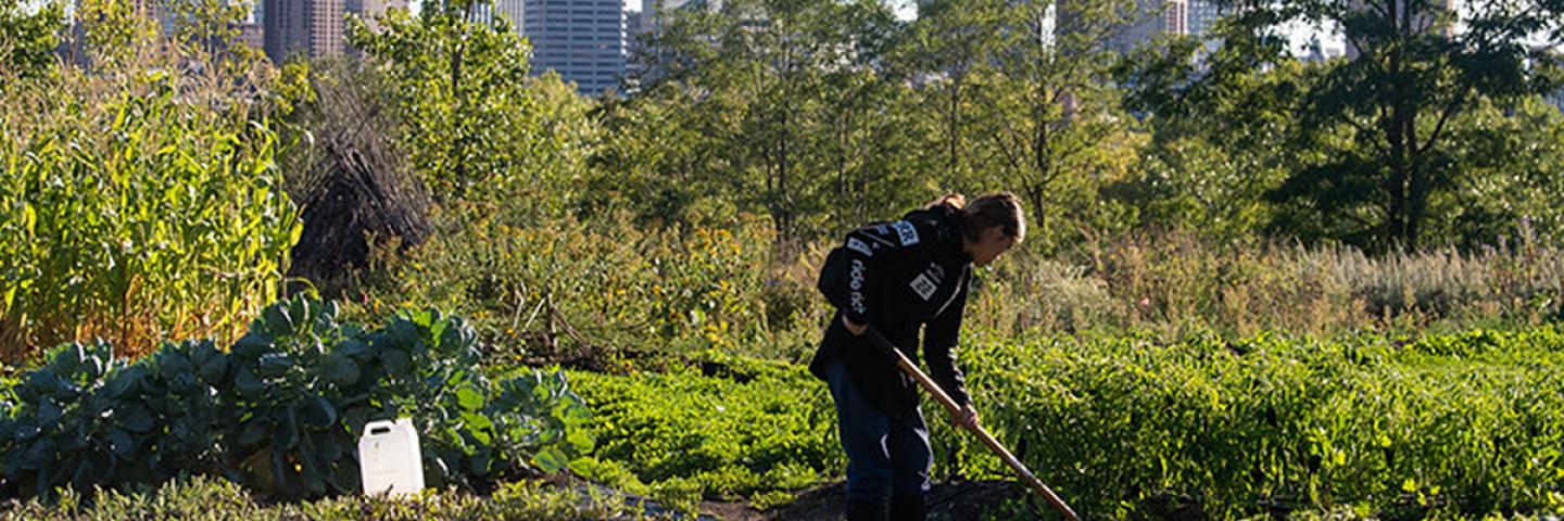 Young person hoeing soil in an urban garden; skyscrapers are in the background