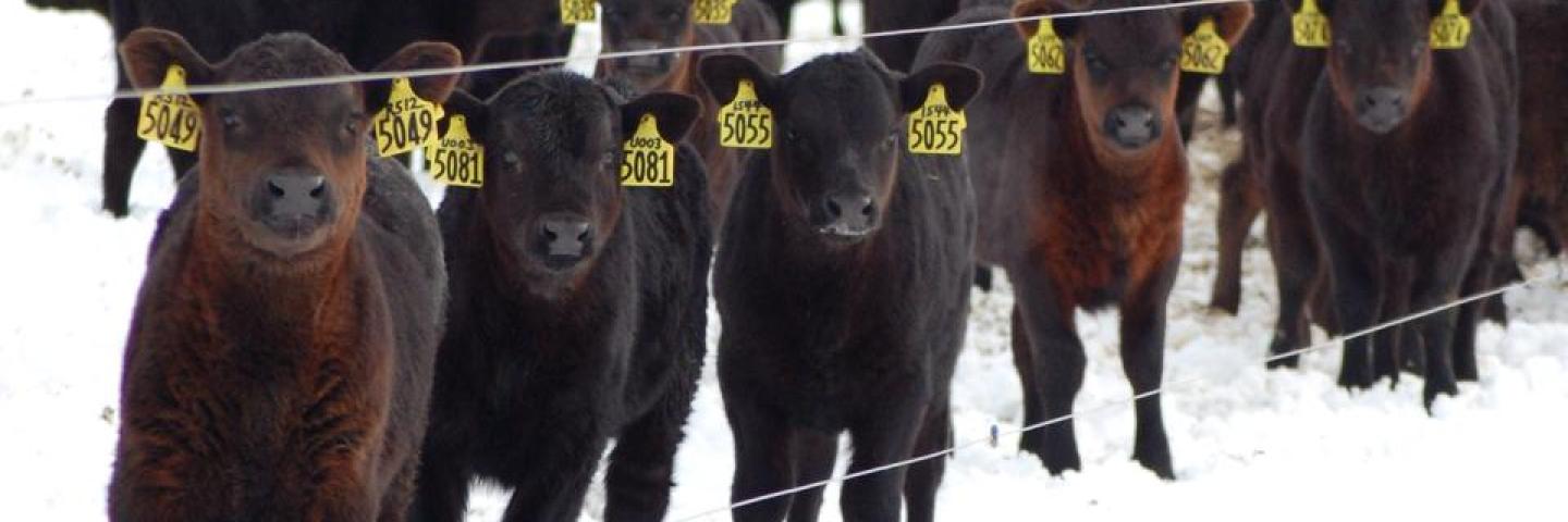 Black calves in front of fence in the snow.