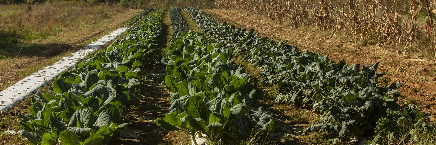 A wide shot of an organic field