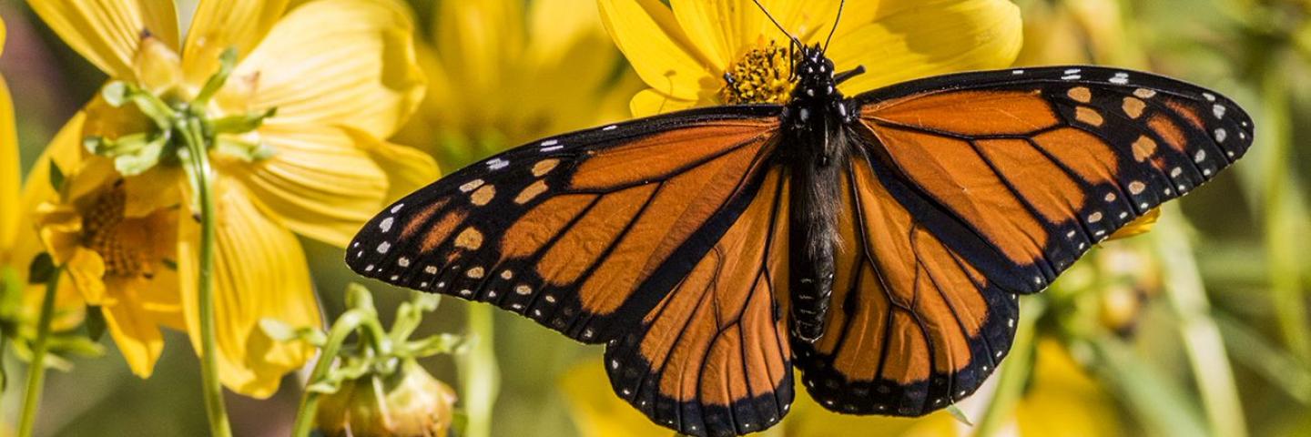 Butterfly Pollenator.jpg