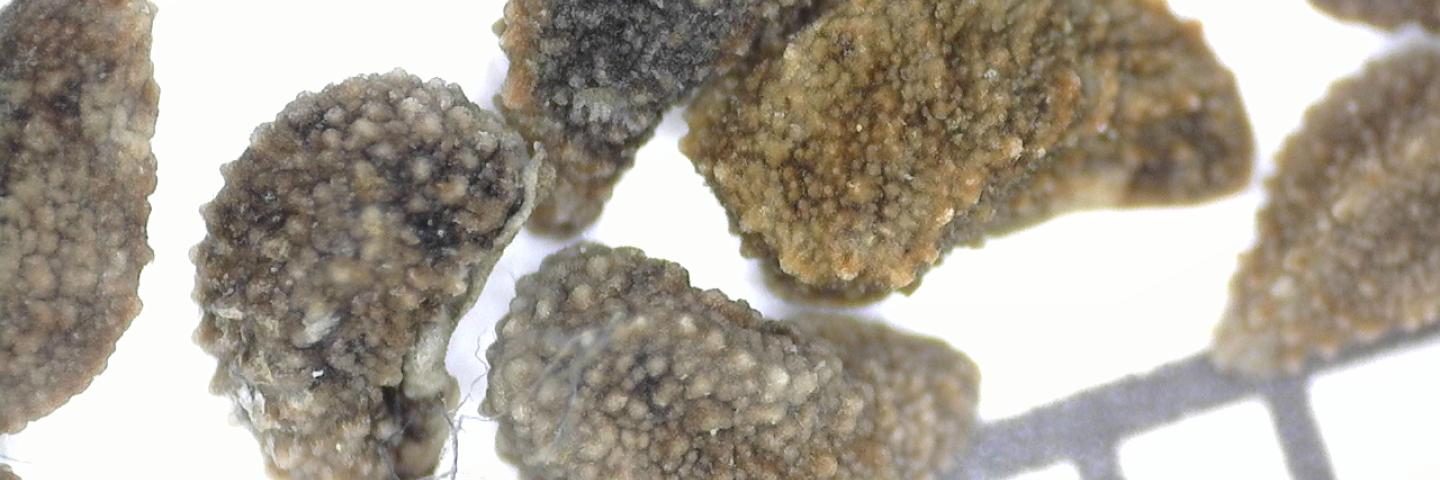 Seeds of bristly fiddleneck