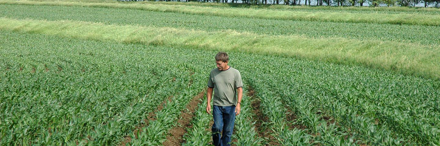 A Cherokee County, Iowa, organic producer inspects corn growth.