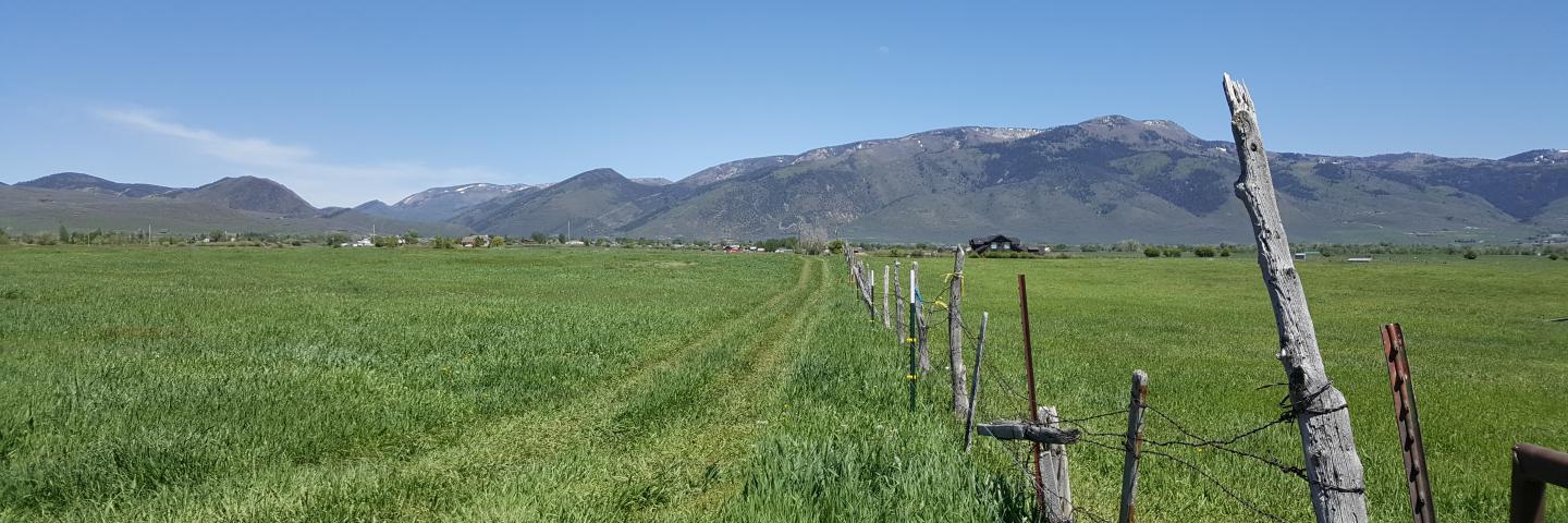 Green field along fence line