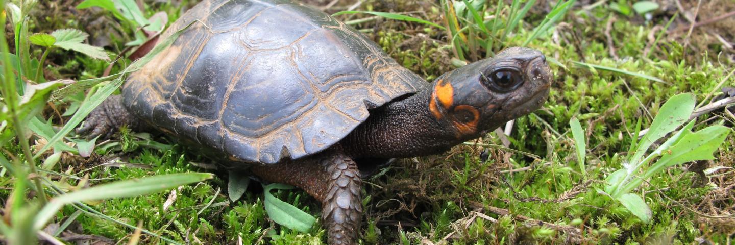 Picture of a Bog Turtle