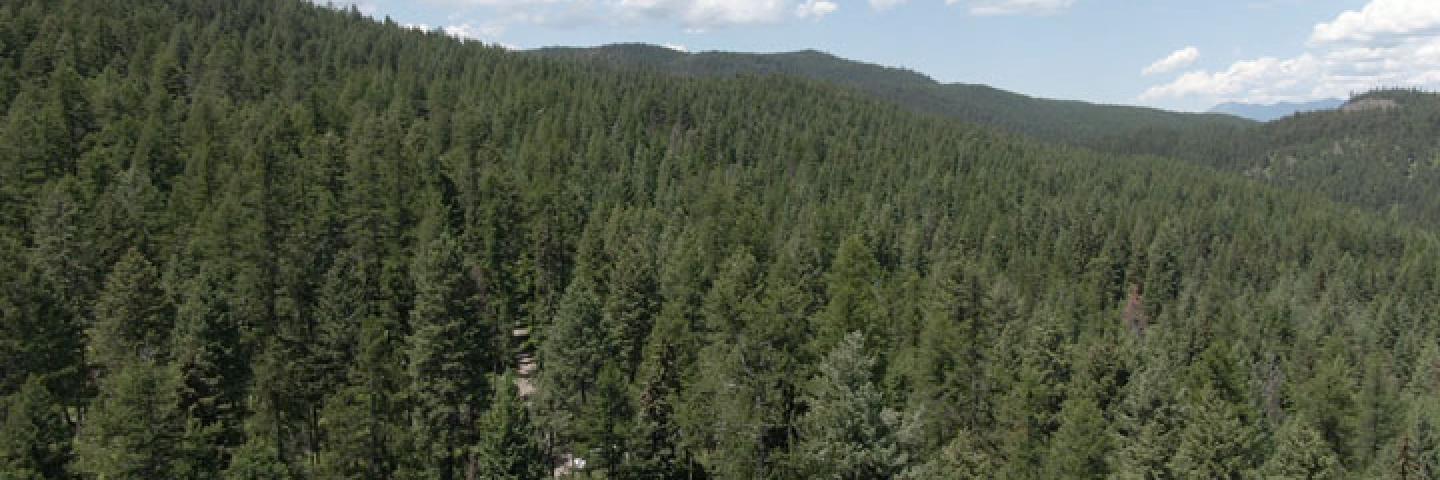 Aerial photo of Flathead forest
