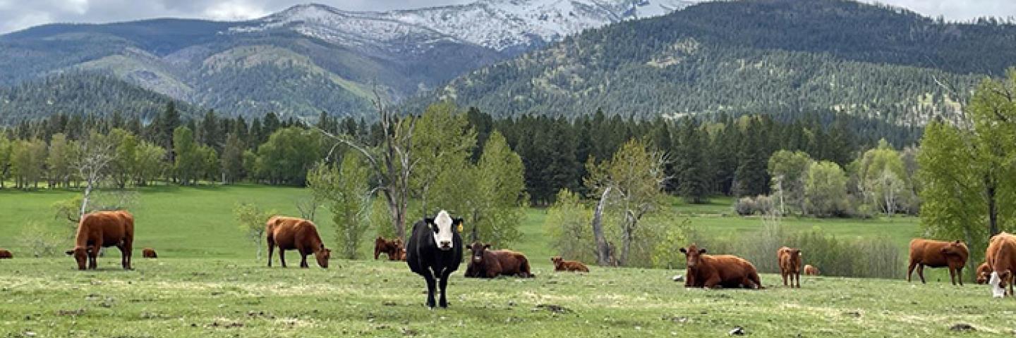 Photo: western views from Roy Ranch of the Bitterroot Mountains and Bitterroot National Forest