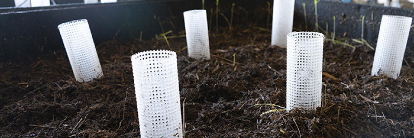 Full compost bin with aeration tubes.