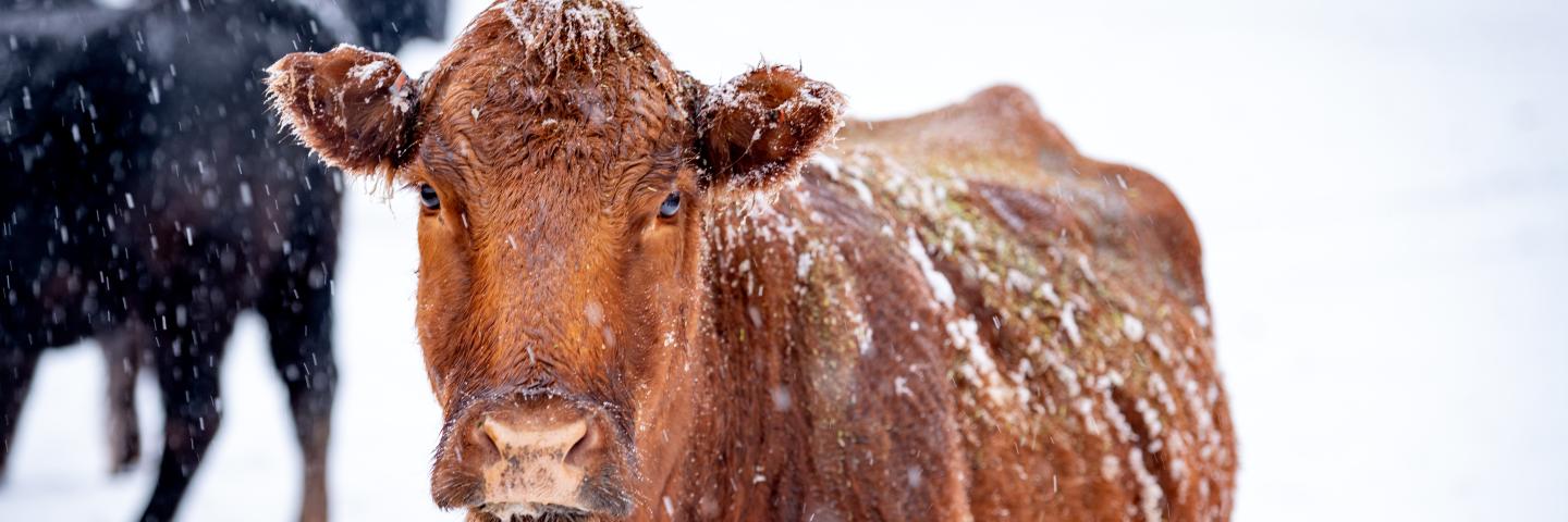 Closeup of a brown cow in a snow storm