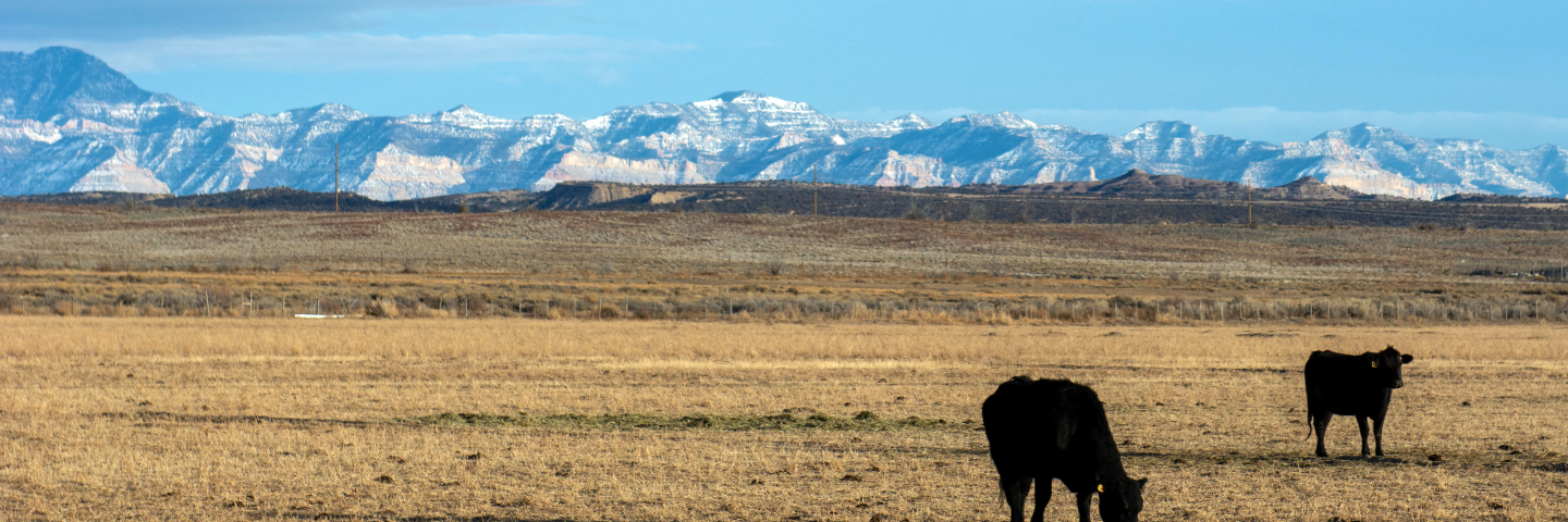 Cows graze a field in Carbon County, Utah.