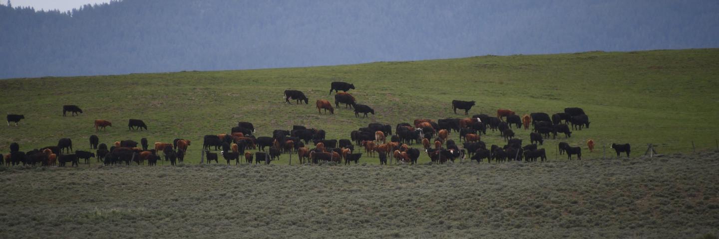 Cows grazing on Oregon rangeland
