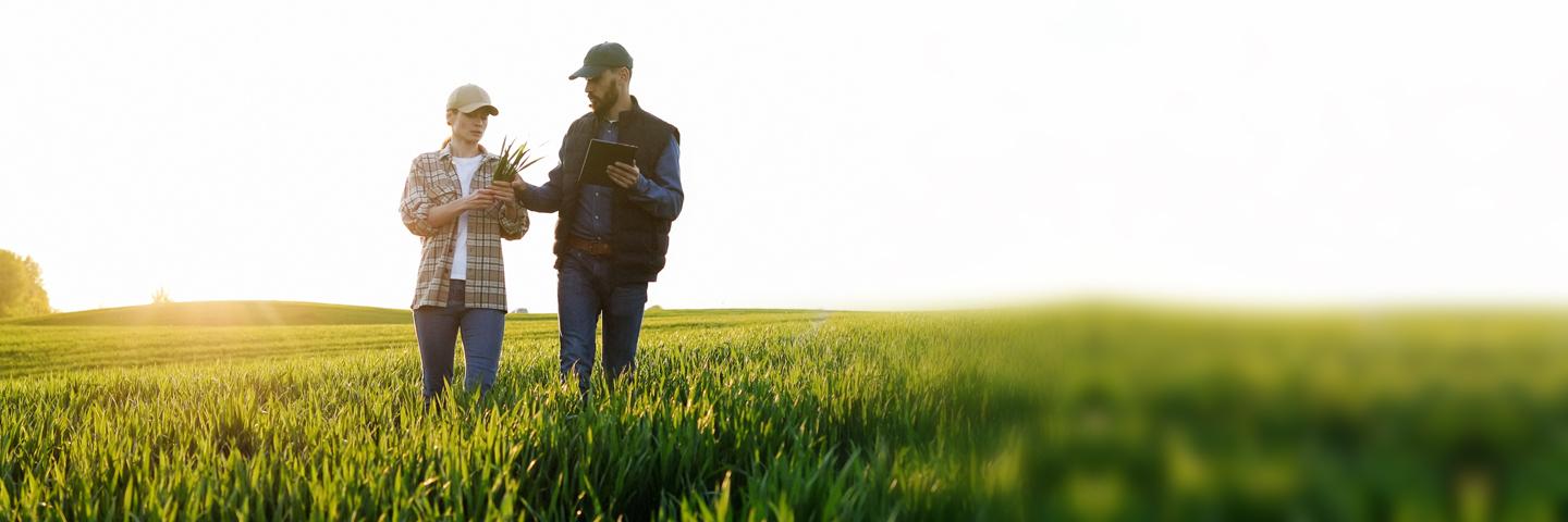 Caucasian woman and man in hats walking in field and talking about harvest. Male showing to female something on tablet device. 