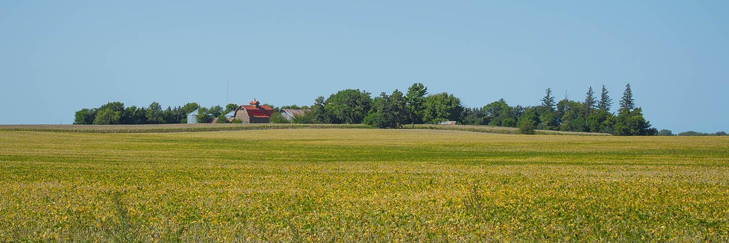 A farmstead sits next to a soybean crop outside of Ottosen, Iowa, Sept. 17, 2017. USDA Photo by Preston Keres