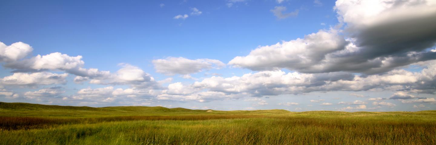 An open field of tall grass under a blue sky with clouds.
