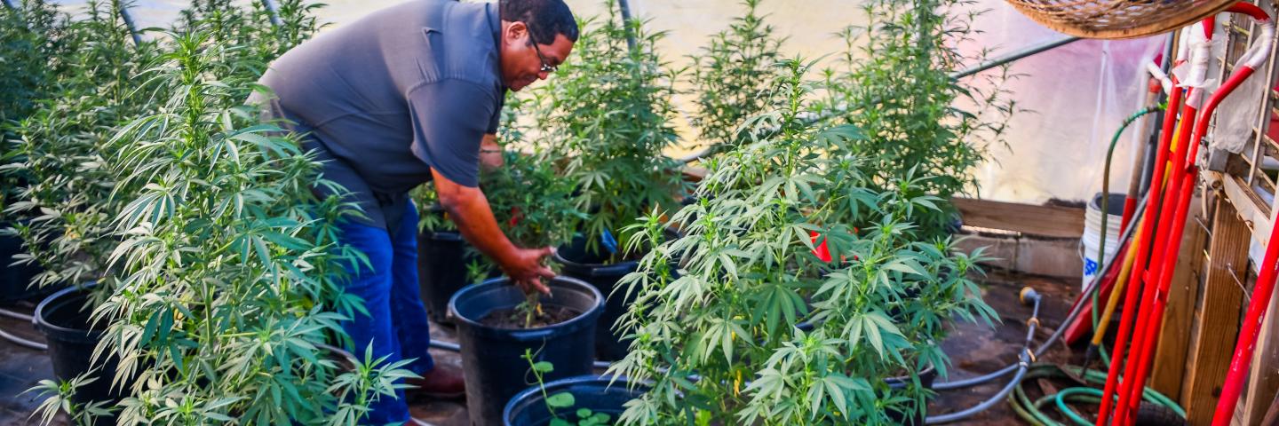 Ramos Hemp Farm