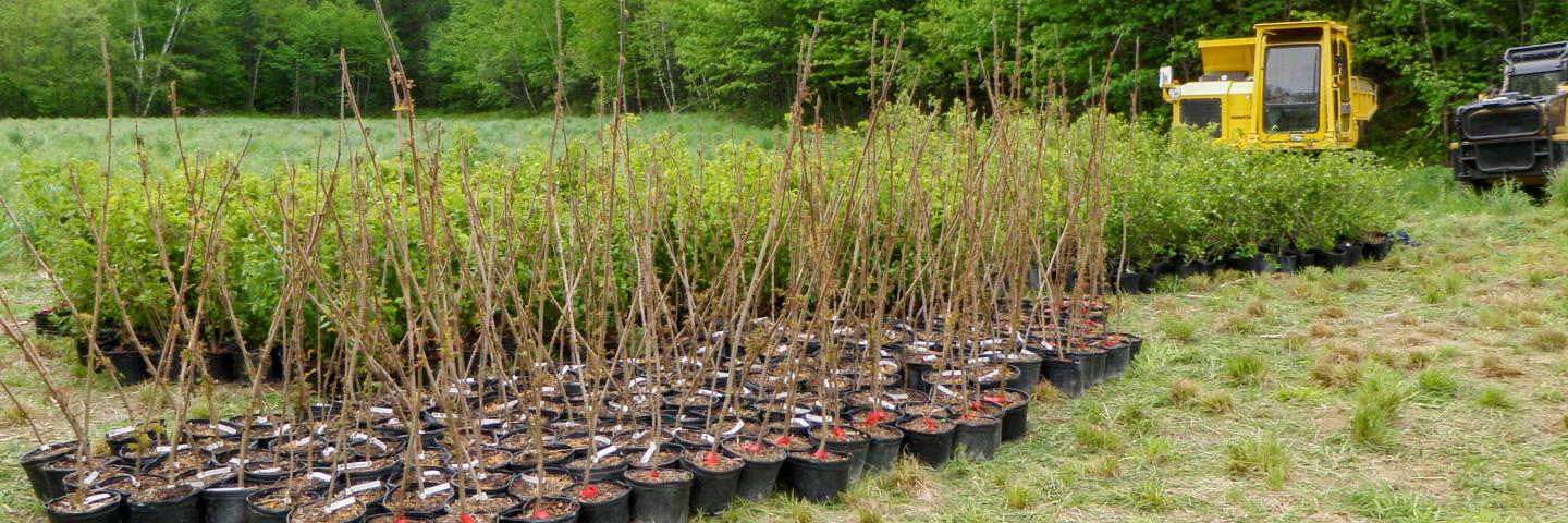 Potted saplings sit grouped in a field ready for planting.